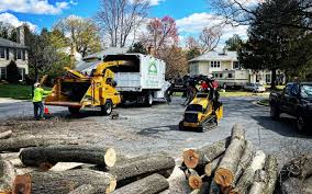 Best Tree Mulching  in Bangor, PA