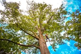 Best Commercial Tree Services  in Bangor, PA