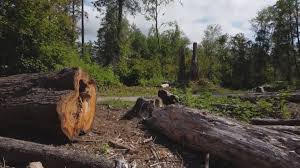 Bangor, PA Tree Care Company
