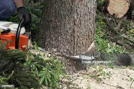 Best Tree Trimming and Pruning  in Bangor, PA