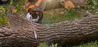 Best Weed Control  in Bangor, PA