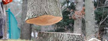How Our Tree Care Process Works  in  Bangor, PA