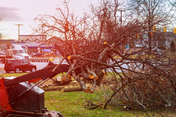 Best Tree Disease Treatment  in Bangor, PA