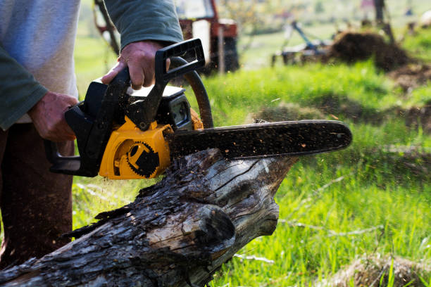 Best Lawn Dethatching  in Bangor, PA